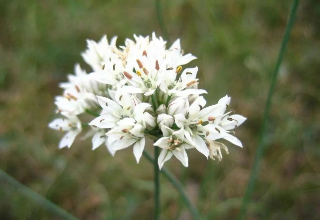 韭菜為什么要控旺？控旺的必要性你知道嗎？